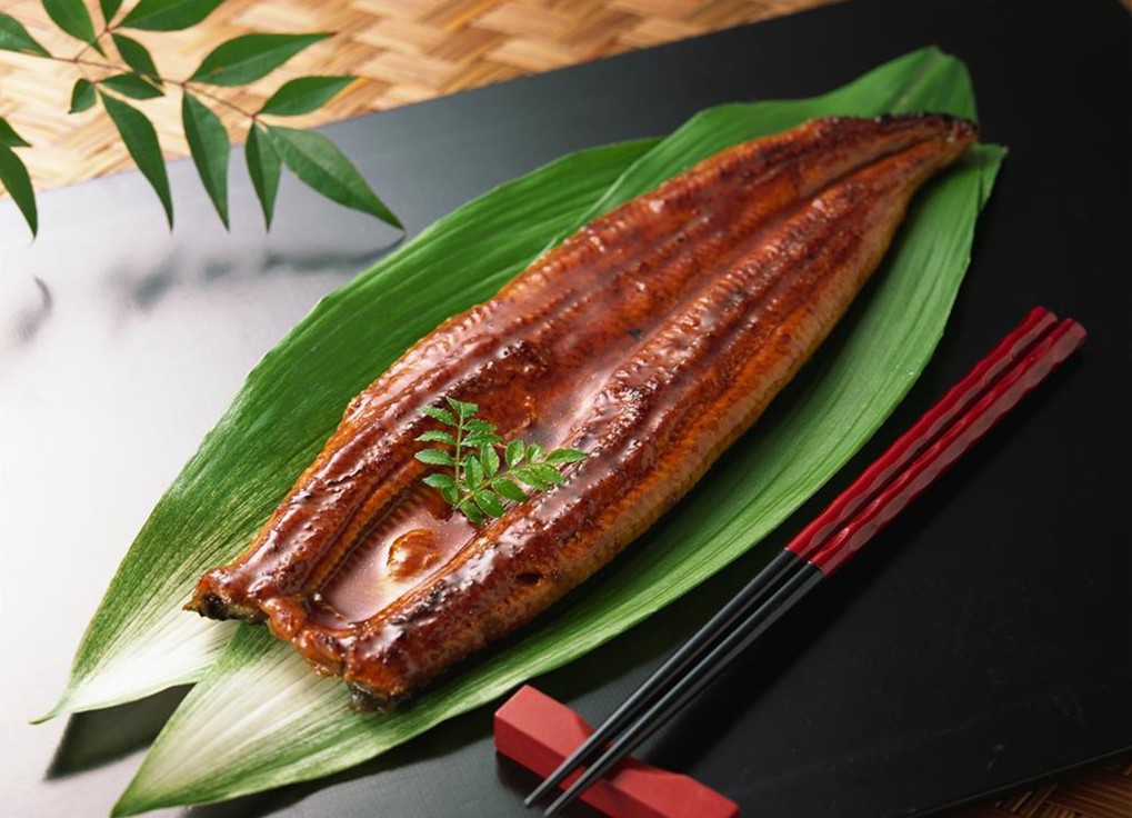 野生鰻魚(yú)和養殖鰻魚(yú)怎么分辨